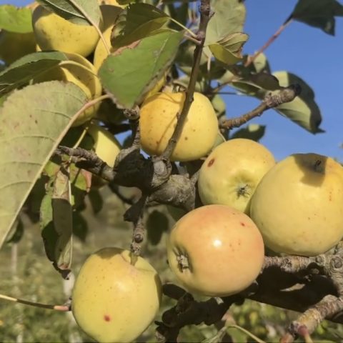 I frutti antichi di Orsara sono un superfood che può conquistare i mercati